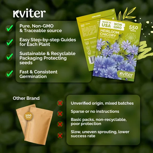Miniatura 5 de KVITER 550 semillas de achicoria para plantar (Cichorium intybus) - Paquetes de semillas de achicoria azul - Semillas de flores silvestres