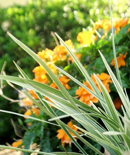 Miniatura 6 de Hierba azteca - 12 plantas de tamaño cuarto de galón vivo - Liriope abigarrado - Ophiopogon Intermedius Argenteomarginatus