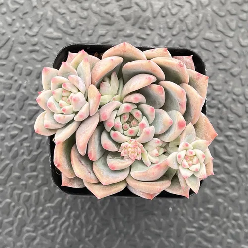 Miniatura 2 de Sprout N Green Echeveria White Ice, maceta viva rara suculenta en maceta de 2 pulgadas, planta de casa real para recuerdos de fiesta, hogar