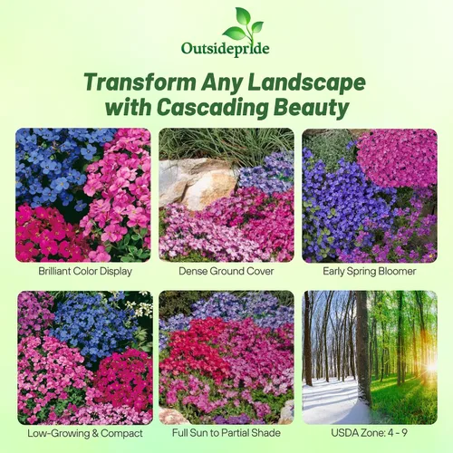 Miniatura 2 de Outsidepride Cascade Mix Aubrieta - Semillas de berro de roca – 1000 piezas de semillas de flores perennes, fáciles de cultivar, bajo mantenimiento