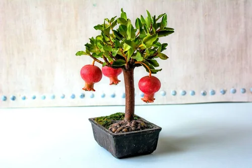 Semillas de bonsái de granada enana - 30 semillas para cultivar - Bonsái de frutas comestibles muy apreciado - Fabricado en Estados Unidos, se envía