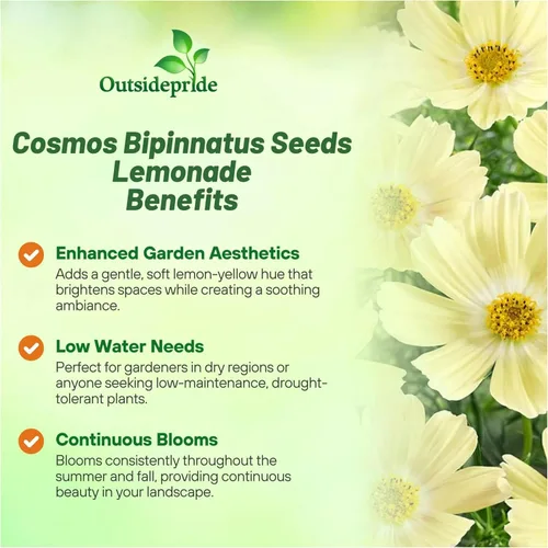 Miniatura 3 de Outsidepride Lemonade Cosmos Bipinnatus Seeds – 50 piezas anuales, fáciles de cultivar y tolerantes a la sequía, semillas de flores para plantar