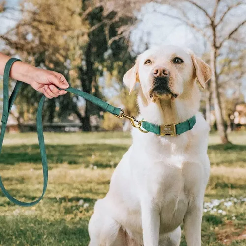 Miniatura 2 de Collares de perro personalizados para cachorros, collar de perro de cuero PU suave personalizado con nombre y número de identificación grabados