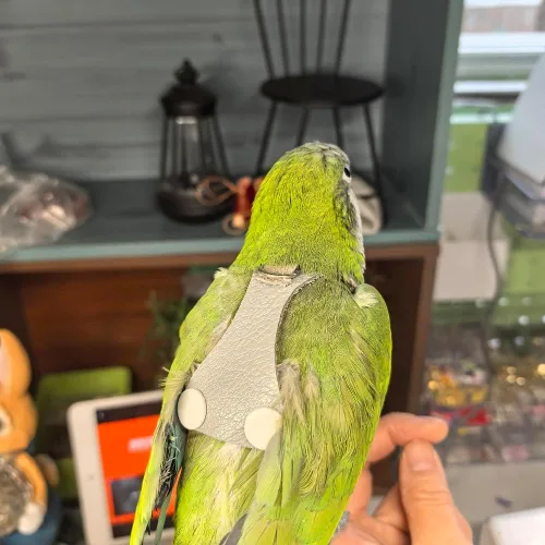 Miniatura 6 de Chaleco de arnés de vuelo de pájaro, traje de vuelo de loro con correa para periquitos, cacatúas, conures budgies, ropa de vuelo de pájaros