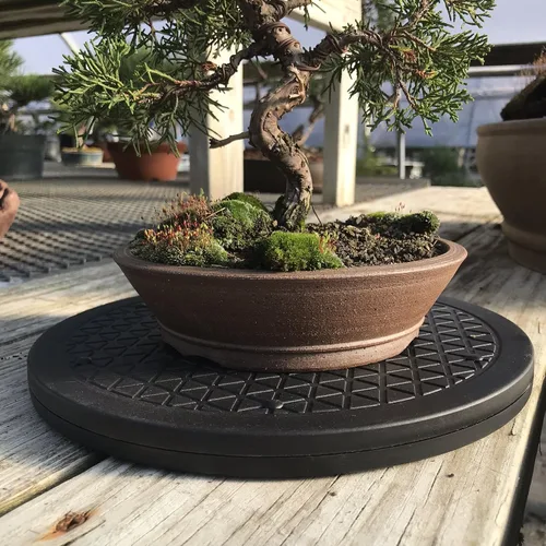 Miniatura 5 de Mighty Mini bonsái - Plataforma giratoria de árbol de bonsái con base de rodamientos de bolas de acero inoxidable de 12.5 pulgadas. Capacidad