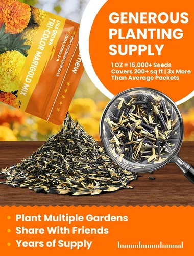 Miniatura 2 de Semillas de caléndula francesa – Heirloom Petite Tri-Color Mix – Flores vibrantes amarillas/naranjas – Más de 15000 semillas para plantar al aire