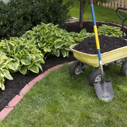 Miniatura 4 de Paquete de 6 plantas mixtas de raíces desnudas Hosta en forma de corazón, follaje verde rico, bajo mantenimiento para tu hogar y jardín, enviadas