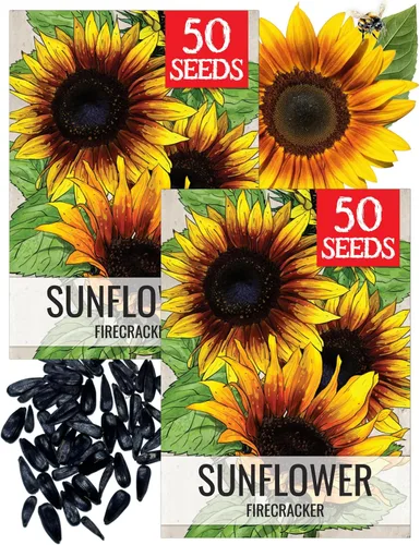 Miniatura 51 de Seed Needs Semillas de girasol para plantar girasoles de manchas solares enanas, semillas de flores de corte anual de polinización abierta