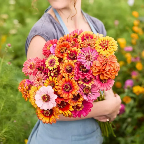 Miniatura 46 de Eden Brothers - Semillas de zinnia, cactus con flores, sin OMG, plantar en primavera, paquete, flores de bajo mantenimiento, zonas 3, 4, 5, 6, 7, 8