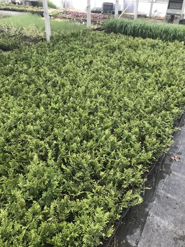 Miniatura 3 de 10 Arborvitae Green Giant Thuja Plicata 2.5 pulgadas Pot 6-12" Alto