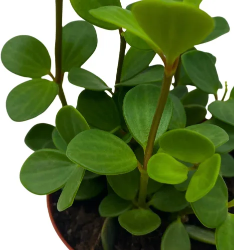 Miniatura 4 de BubbleBlooms Peperomia Esperanza en una olla rotundifolia de 4 pulgadas