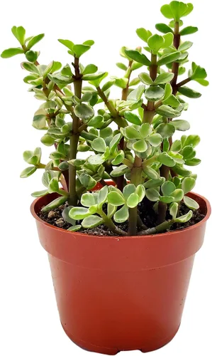 Fat Plants San Diego Plantas suculentas totalmente enraizadas en macetas de 4 pulgadas con tierra, suculentas reales en maceta/decoración única de