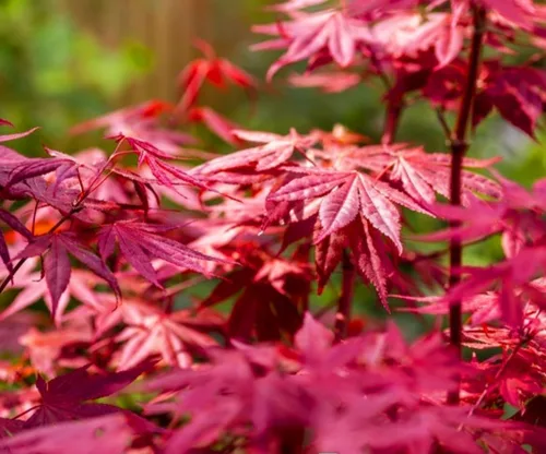 Miniatura 4 de 60 semillas de árbol de arce de azúcar premium, Acer Saccharum Northern Deciduous Rock Maple Seeds para colores otoñales
