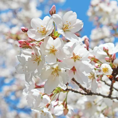 Kwanzan - Árbol de cerezo en flor de cerezo rosa doble, árbol de cerezo vivo en maceta de 8 a 12 pulgadas de alto, árbol joven de cerezo perenne,