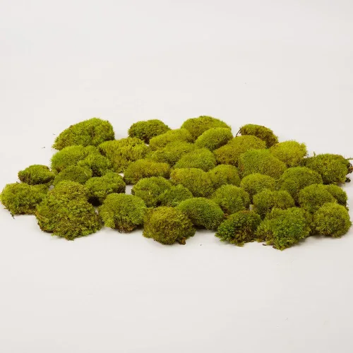 Miniatura 9 de Cojín de Musgo Polar Preservado en Forma de Bollo, Verde Natural Decorativo Real Natural, Kit de Bricolaje para Terrarios, Arte de Jardín