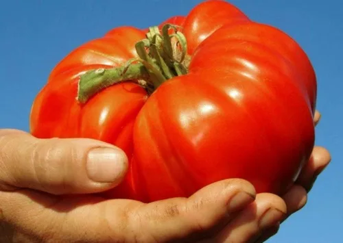 Miniatura 2 de Semillas Red Giant Beefsteak Tomate Indeterminado No GMO Heirloom