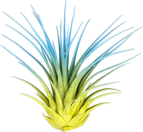 Miniatura 2 de Planta de aire Rainbow Tillandsia, planta de aire Tillandsia, planta de aire, purificación de aire, planta de casa, decoración y regalo