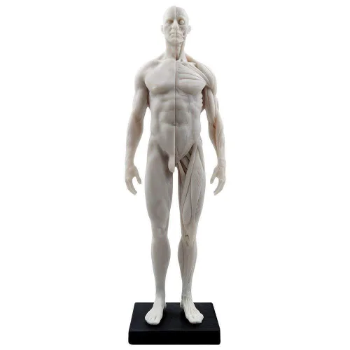 Miniatura 2 de BONEW Modelo del cuerpo de la cabeza del cráneo de la anatomía anatómica humana de la resina de los 30CM del hueso del músculo del modelo masculino