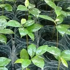 Planta de guanábana bien arraigada totalmente cultivada, planta Annona Muricata, planta frutal de árbol vivo de guanábana guanábana, planta de