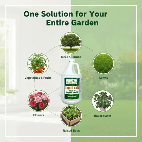 Miniatura 6 de GS Plant Foods Fertilizante Líquido de Kelp – Adecuado para Cultivo Orgánico, Concentrado de Algas Marinas Listado por OMRI para Césped, Jardines