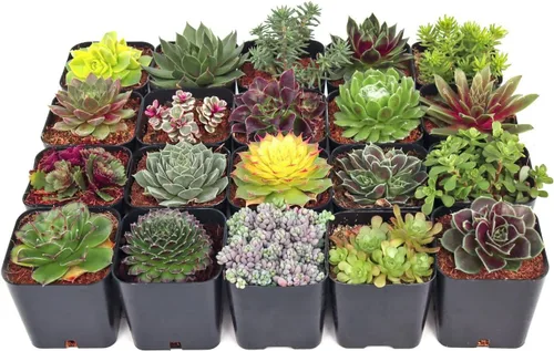 Miniatura 10 de Mountain Crest Gardens Hardy - Paquete variado de suculentas, 6 plantas vivas tolerantes a las heladas, enraizadas en macetas de 2 pulgadas