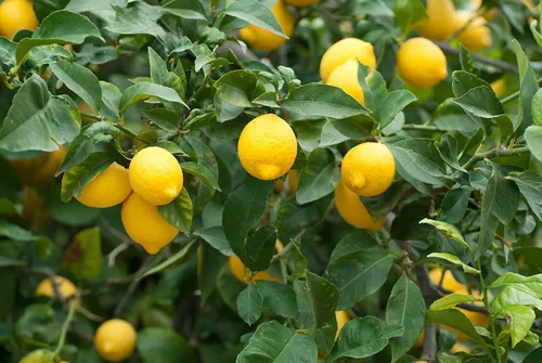 Miniatura 26 de Semillas de frutas para plantar - Semillas de frutas de jardín (caqui americano - 10 semillas)
