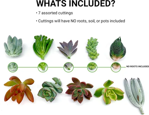 Miniatura 2 de 7 esquejes de suculentas vivas, sin raíces en las plantas, plantas suculentas vivas, ideal para terrarios, mini plantas iniciales de jardín por The