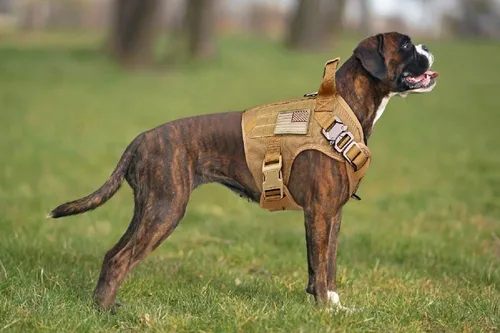 Miniatura 5 de Arnés táctico para perro, chaleco militar a prueba de escape, chaleco militar K9, chaleco de entrenamiento para mascotas para perros medianos