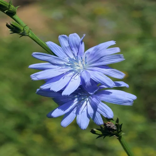 Miniatura 7 de Outsidepride Semillas de achicoria para plantar: 1/4 lb. Perenne, fácil de cultivar y tolerantes a la sequía, semillas de flores con flores azul