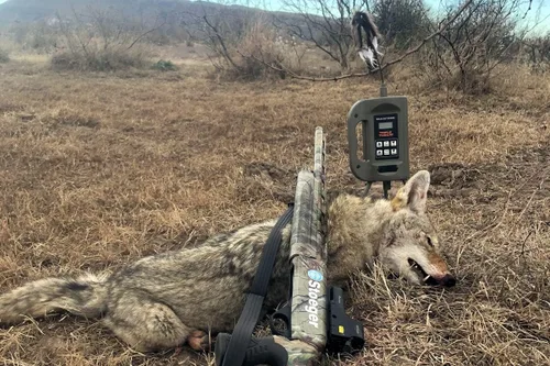 Miniatura 4 de MOJO Triple Threat E-Caller & MOJO Triple Threat 2 Bag – Complete Hunting System Caller with 80 Sounds & Matching Carry Bag - Sold Separately
