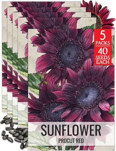 Miniatura 29 de Seed Needs Semillas de girasol para plantar girasoles de manchas solares enanas, semillas de flores de corte anual de polinización abierta