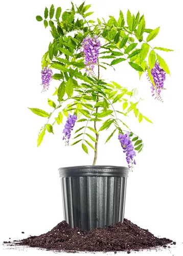 Perfect Plants Enredadera de glicina colgante amatista 1 galón | Arbusto vivo para plantación al aire libre | Enredaderas de rápido crecimiento para