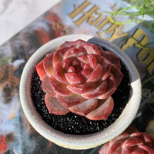Miniatura 21 de Dudleya Gnoma S.W.McCabe Plantas suculentas raras vivas, 5-7 cabezas de 3.5" Raíz desnuda sin maceta y tierra, decoración para jardín