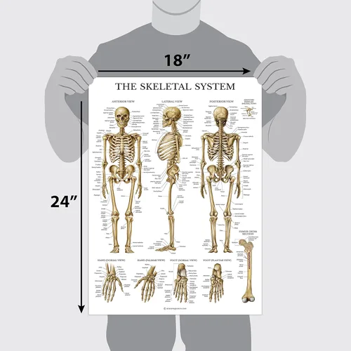 Miniatura 2 de Juego de 16 carteles anatómicos - Laminado - sistema muscular, sistema esquelético, sistema digestivo, sistema respiratorio, sistema circulatorio