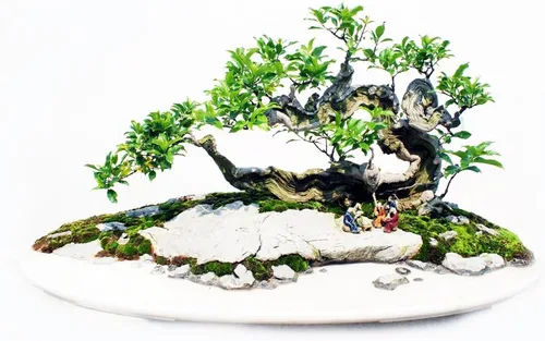 Semillas de árbol bonsái de higo sagrado - 30 semillas - Ficus Religiosa, semillas de árbol de ficus sagrado enviadas desde Iowa, fabricadas en