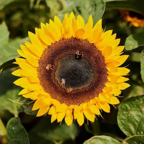 Miniatura 24 de Eden Brothers Semillas de girasol - Autumn Beauty