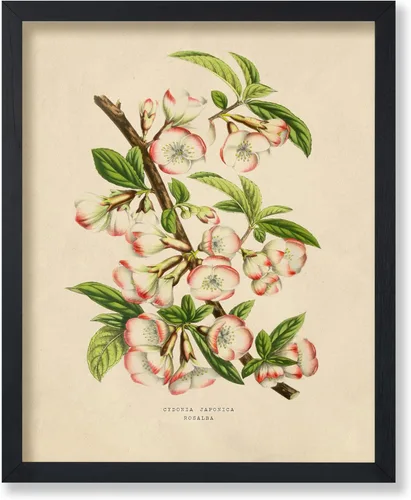 Miniatura 20 de Poster Master Póster Vintage de Plantas Cultivadas - Impresión Botánica Retro - Arte de Flores - Arte de Plantas - Regalo para Hombres y Mujeres