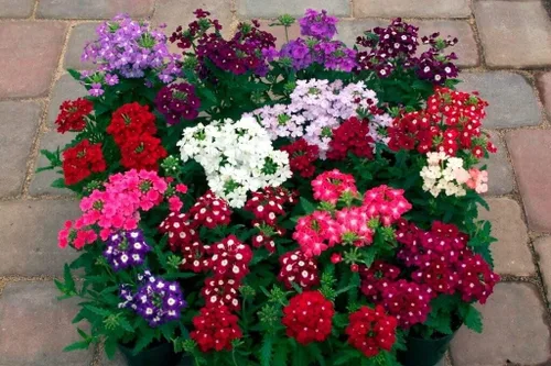 Miniatura 2 de Verbena Mix Hierba de la Cruz Flores Anuales para Plantar