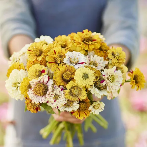 Miniatura 38 de Eden Brothers - Semillas de zinnia, cactus con flores, sin OMG, plantar en primavera, paquete, flores de bajo mantenimiento, zonas 3, 4, 5, 6, 7, 8