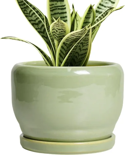 Miniatura 65 de SQOWL Macetas de cerámica – Maceta de 6 pulgadas con orificio de drenaje y bandeja, maceta redonda para plantas de interior, maceta decorativa