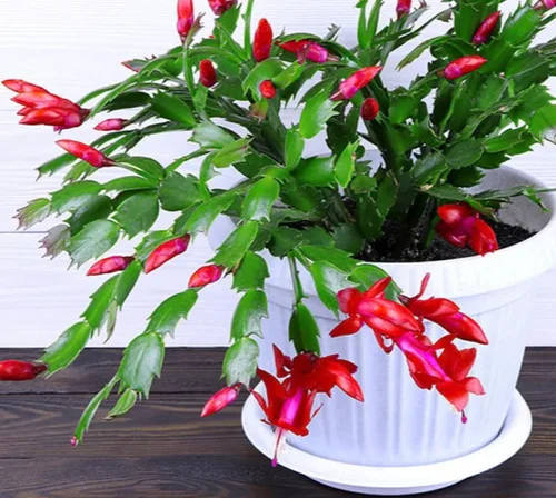 Miniatura 5 de Planta viva de cactus de Navidad rojo de 2 pulgadas. (Verde verdadero)