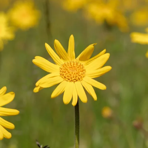 Miniatura 5 de Weleda Aceite de masaje muscular de árnica, 3.4 onzas líquidas, aceite de masaje rico en plantas con aceites de abedul, girasol y oliva