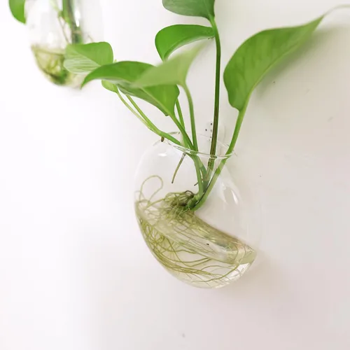 Miniatura 8 de Kingbuy Estación de Propagación de Plantas Colgante de Vidrio para Pared - Paquete de 2 Jarrones de Globo Oblato Montados en la Pared para Plantas