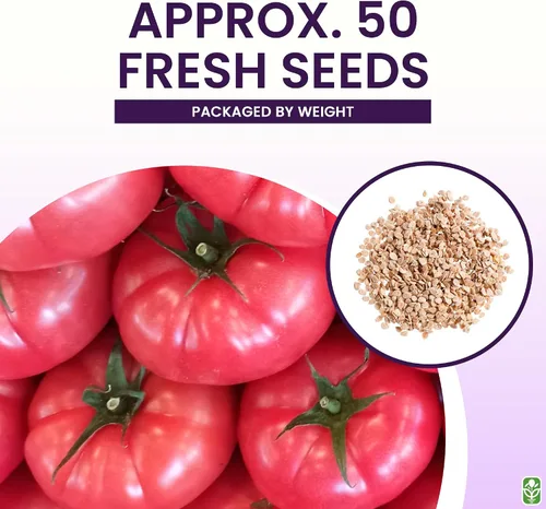 Miniatura 3 de Semillas de tomate brandywine rosa para plantar, reliquia, grande y jugosa, uno de los tomates más deliciosos para el cultivo casero, semillas