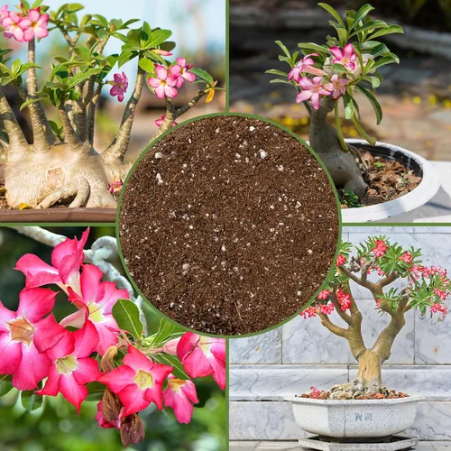 Miniatura 6 de Soil Sunrise Mezcla de tierra para macetas de rosas del desierto (8 cuartos) Mezcla de tierra de lotes pequeños mezclados a mano para plantas
