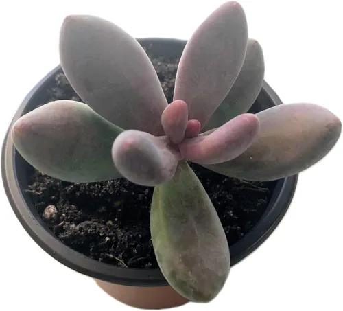 Miniatura 18 de Blissful Echeveria Alpen Glow 4" Pot Live Succulent Pink Purple Rosette Plant Easy 2 Grow, Perfect for Wedding, Party Favor and Succulent