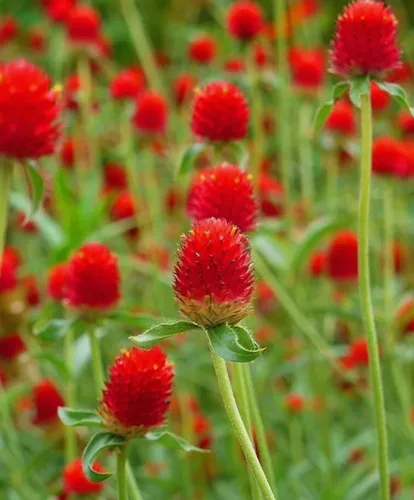 100 semillas de gomphrena globosa roja extra raras