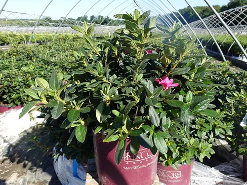 Miniatura 3 de Azalea Encore Autumn Twist (Azalea Reblooming) Arbusto, RB blanco/púrpura, #3 - Tamaño Contenedor