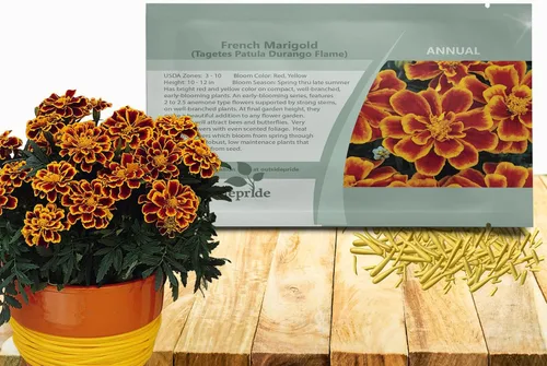 Miniatura 13 de Outsidepride Tagetes Patula Durango Bee French Marigold Garden Flower Seed - 250 Semillas Abeja francesa