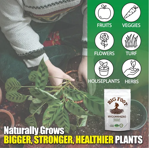 Miniatura 4 de Big Foot Hongos micorrícicos granulares para trasplantes - para todas las plantas - Estimulador de raíces fácil de usar - Trata 1200 plantas